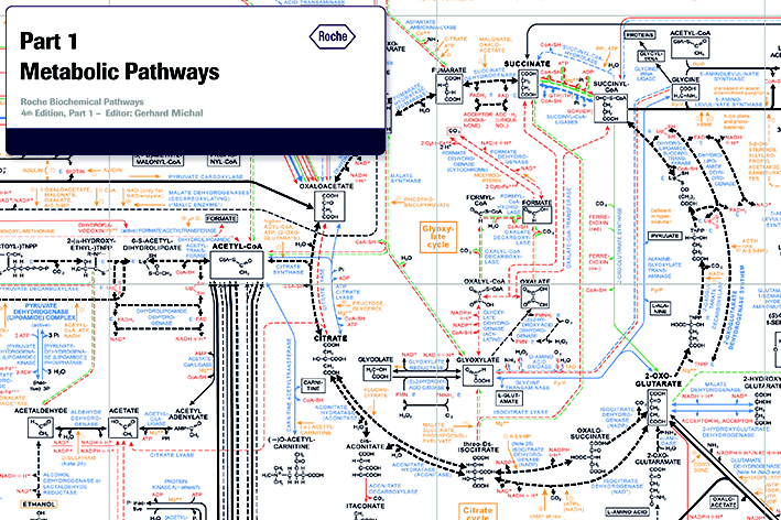 Biochemical Pathways © Roche